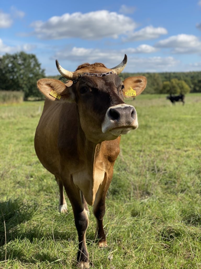 Gospodarstwo Agroturystyczne Dolina Bobrów Krowa w Gospodarstwie Agroturystycznym Dolina Bobrów