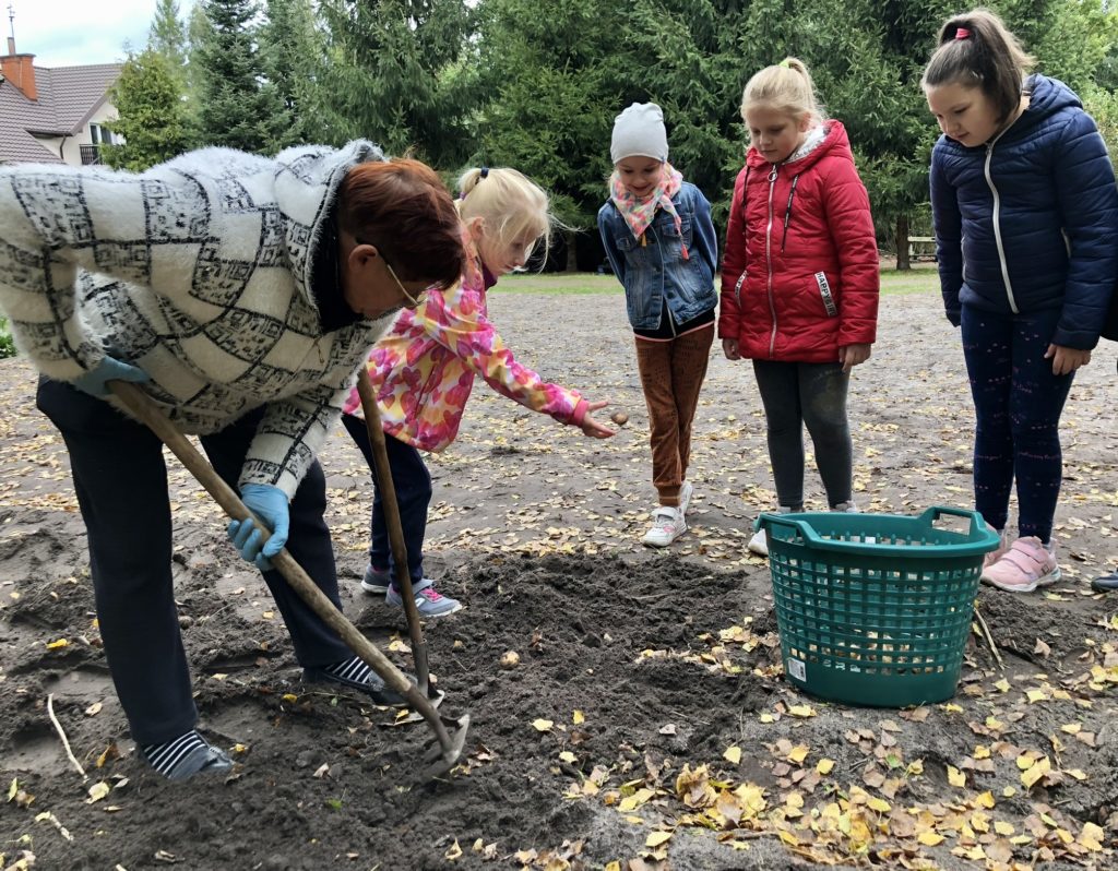 Gospodarstwo Agroturystyczne Dolina Bobrów Wykopki ziemniaków w Gospodarstwie Agroturystycznym Dolina Bobrów
