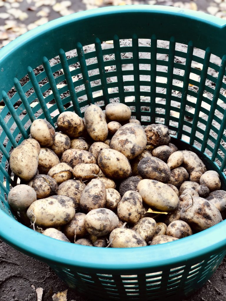 Gospodarstwo Agroturystyczne Dolina Bobrów Wykopki ziemniaków w Gospodarstwie Agroturystycznym Dolina Bobrów