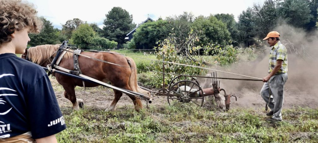 Gospodarstwo Agroturystyczne Dolina Bobrów Wykopki ziemniaków w Gospodarstwie Agroturystycznym Dolina Bobrów