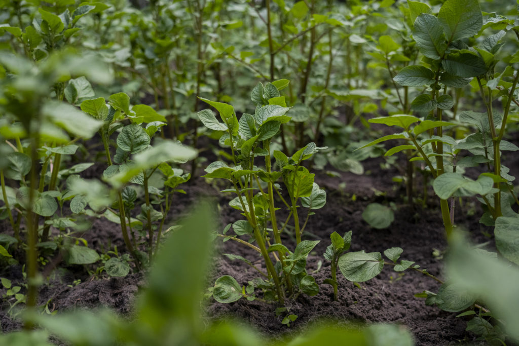 Sadzonki ziemniaków na terenie Gospodarstwa Agroturystycznego Dolina Bobrów