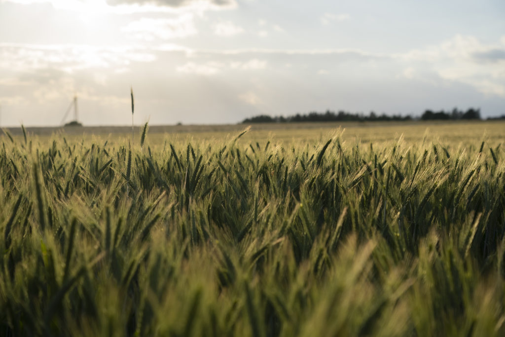 Łany zboża w okolicach Gospodarstwa Agroturystycznego Dolina Bobrów.