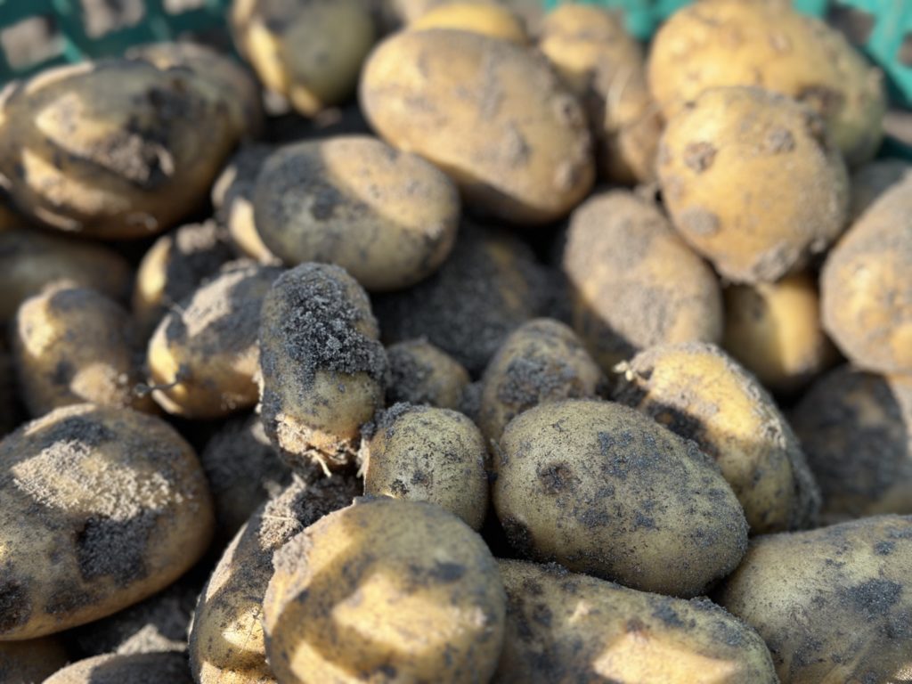 Gospodarstwo Agroturystyczne Dolina Bobrów Ziemaniaki