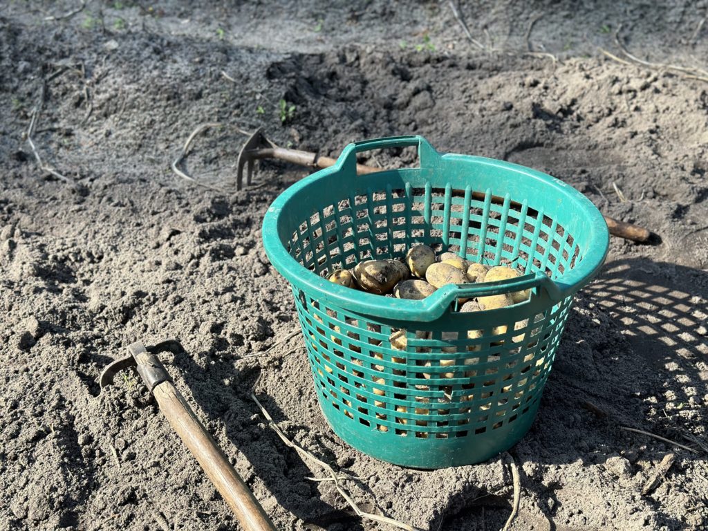 Gospodarstwo Agroturystyczne Dolina Bobrów Kosz pełen ziemniaków