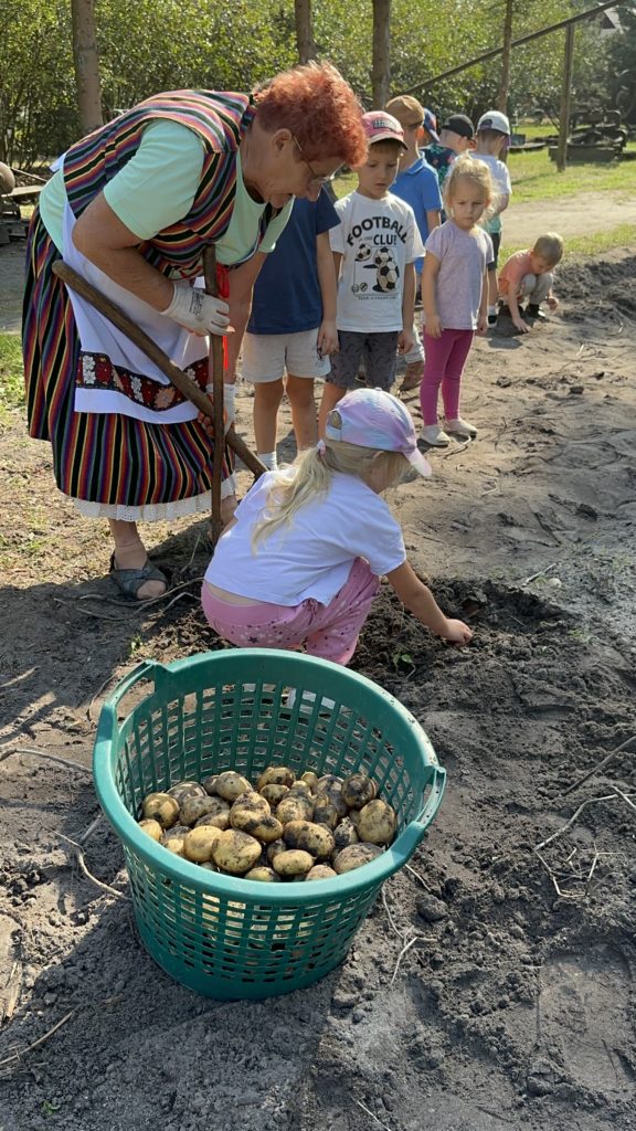 Gospodarstwo Agroturystyczne Dolina Bobrów Wykopki ziemniaków na zielonej szkole