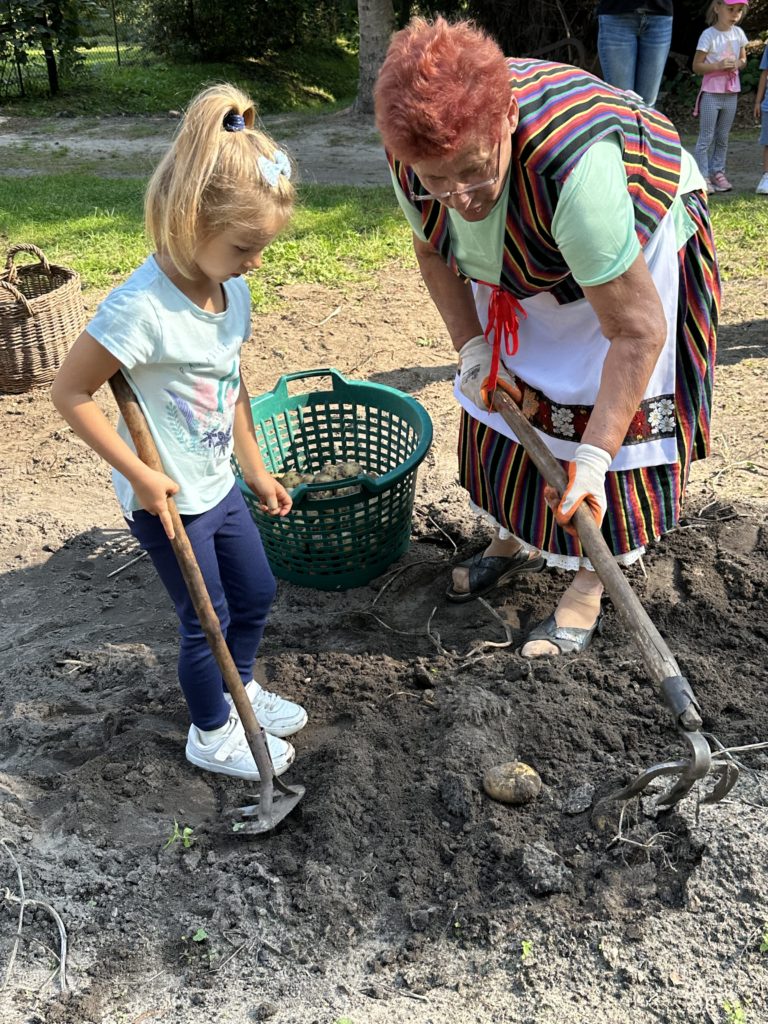 Gospodarstwo Agroturystyczne Dolina Bobrów Wykopki ziemniaków na zielonej szkole