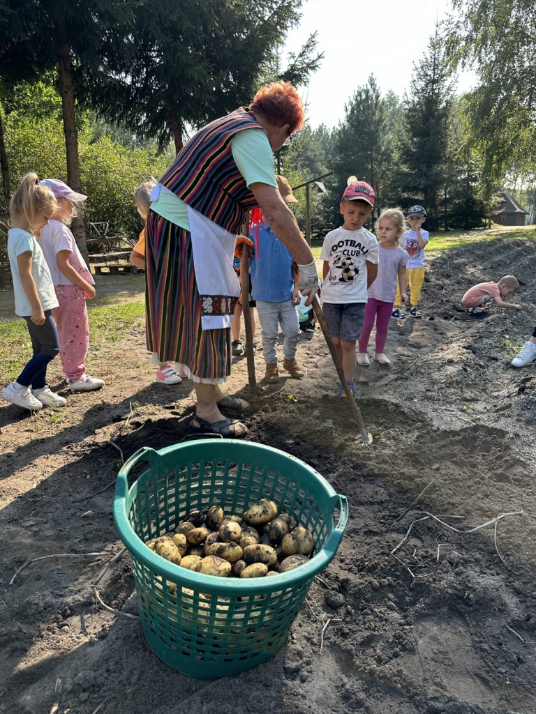 Gospodarstwo Agroturystyczne Dolina Bobrów Wykopki ziemniaków na zielonej szkole